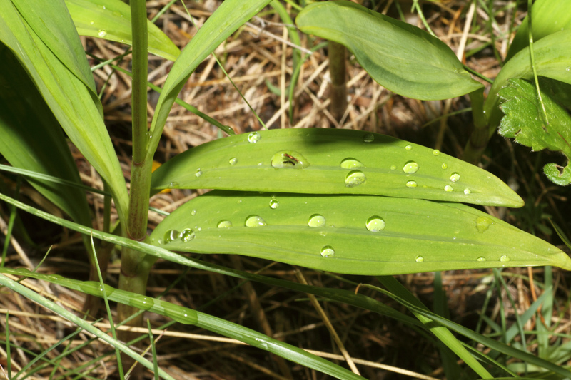 Allium victorialis / Aglio serpentino